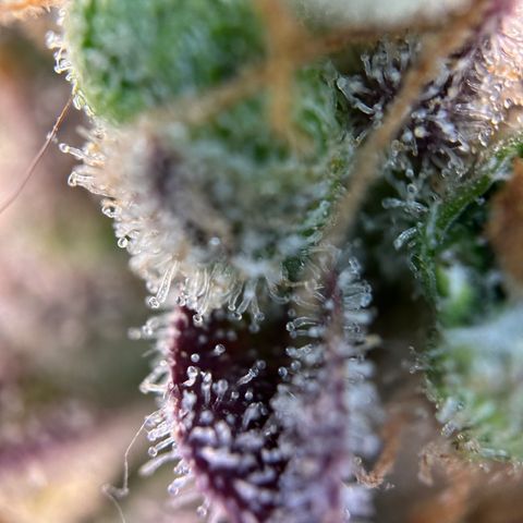 Sir Puff-a-lot growlog timeline photo