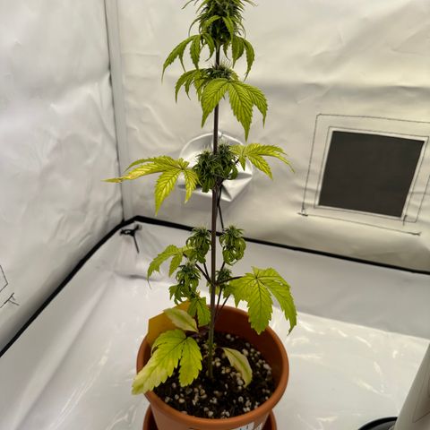 Hajo Donovan Benvenuto growlog timeline photo