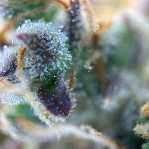 Sir Puff-a-lot growlog timeline photo