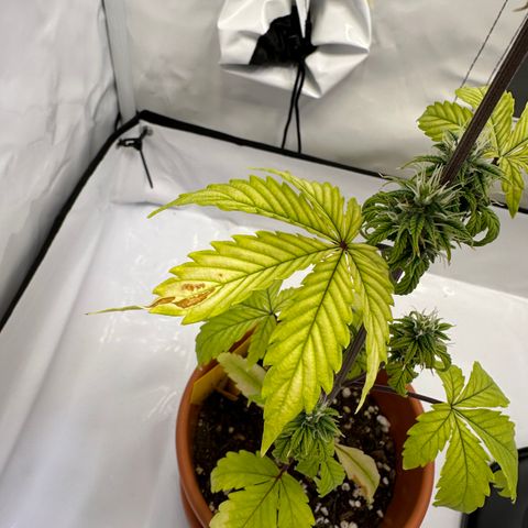 Hajo Donovan Benvenuto growlog timeline photo