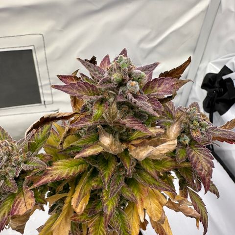 Sir Puff-a-lot growlog timeline photo