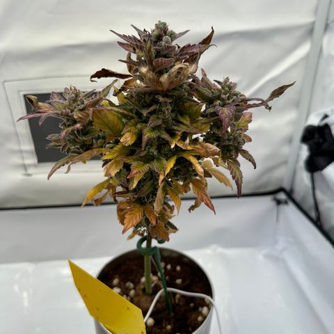 Sir Puff-a-lot growlog timeline photo
