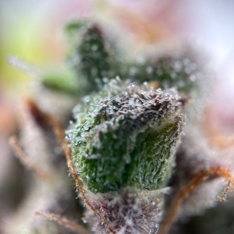 Sir Puff-a-lot growlog timeline photo