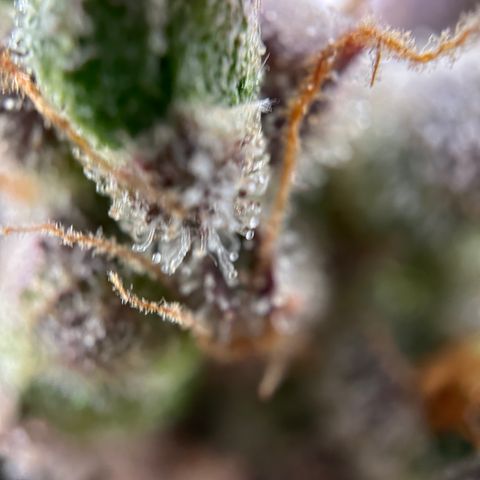 Sir Puff-a-lot growlog timeline photo