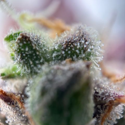 Sir Puff-a-lot growlog timeline photo