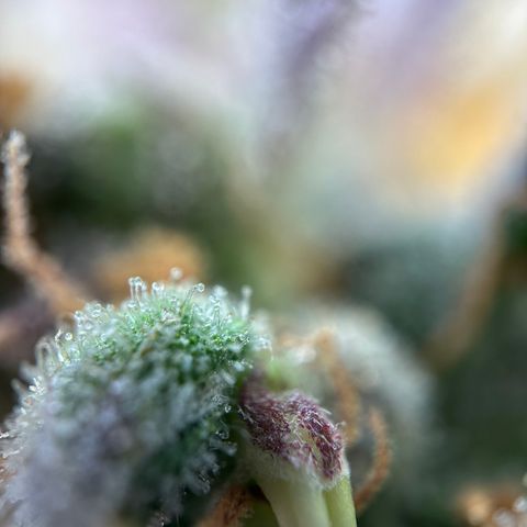 Sir Puff-a-lot growlog timeline photo