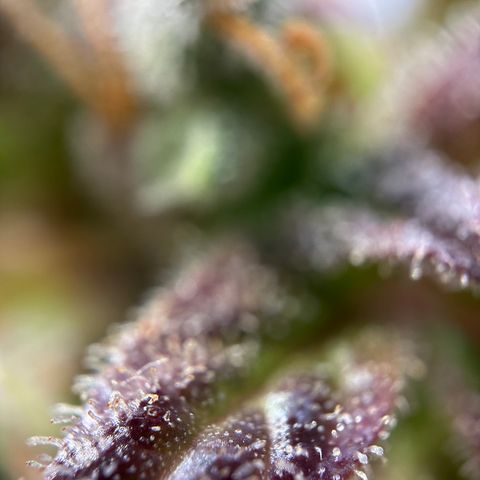 Sir Puff-a-lot growlog timeline photo