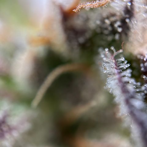 Sir Puff-a-lot growlog timeline photo