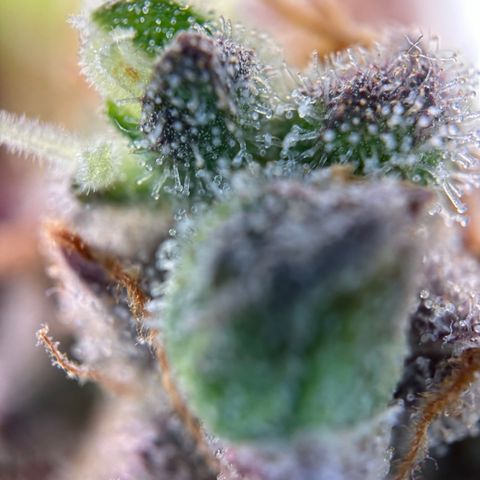 Sir Puff-a-lot growlog timeline photo
