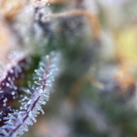 Sir Puff-a-lot growlog timeline photo