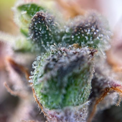 Sir Puff-a-lot growlog timeline photo
