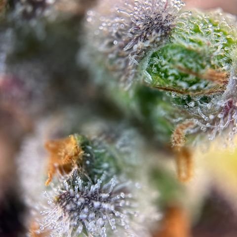 Sir Puff-a-lot growlog timeline photo