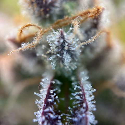 Sir Puff-a-lot growlog timeline photo