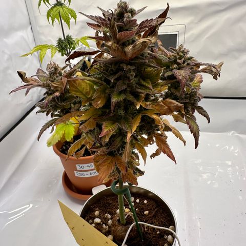 Sir Puff-a-lot growlog timeline photo