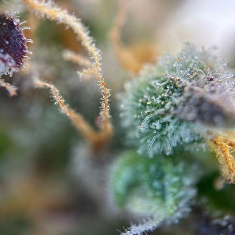 Sir Puff-a-lot growlog timeline photo