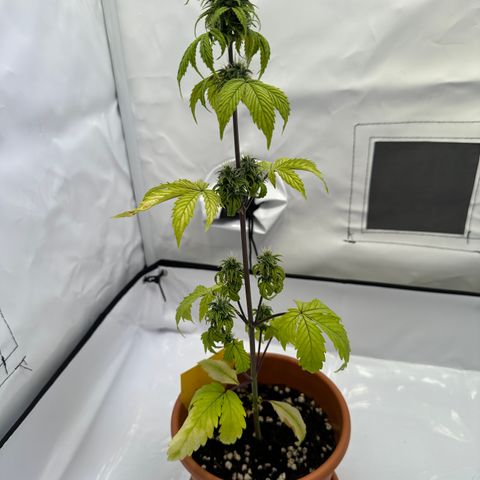Hajo Donovan Benvenuto growlog timeline photo