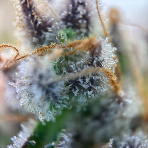 Sir Puff-a-lot growlog timeline photo