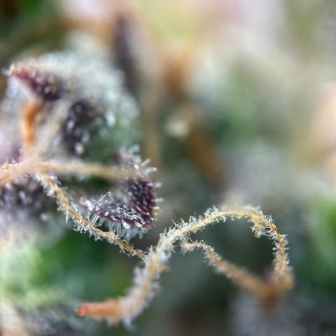 Sir Puff-a-lot growlog timeline photo