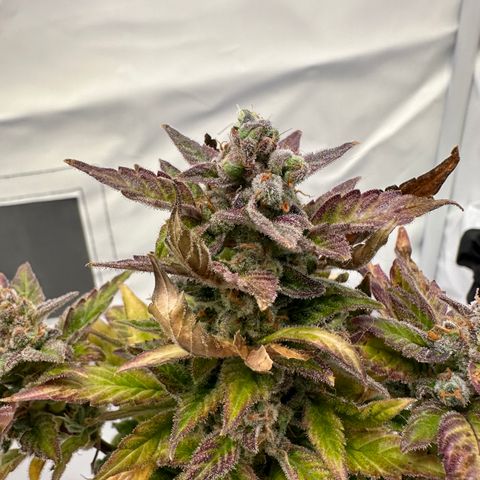 Sir Puff-a-lot growlog timeline photo