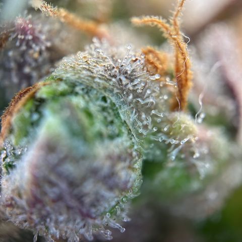 Sir Puff-a-lot growlog timeline photo
