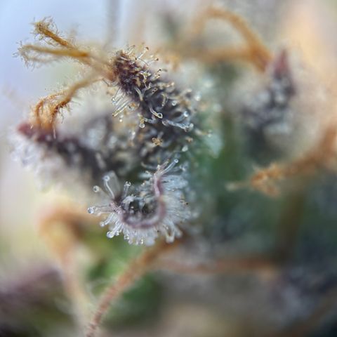 Sir Puff-a-lot growlog timeline photo