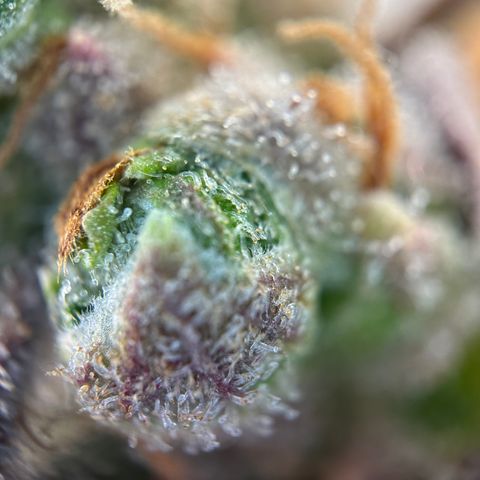 Sir Puff-a-lot growlog timeline photo