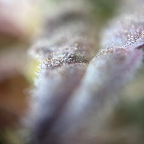 Sir Puff-a-lot growlog timeline photo