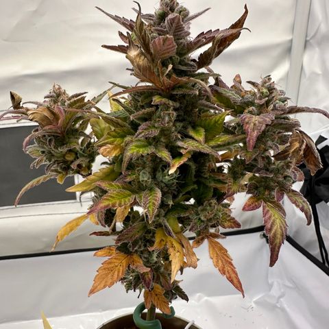 Sir Puff-a-lot growlog timeline photo