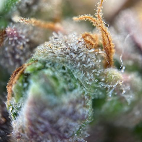 Sir Puff-a-lot growlog timeline photo