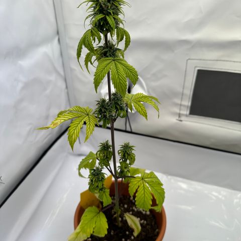 Hajo Donovan Benvenuto growlog timeline photo