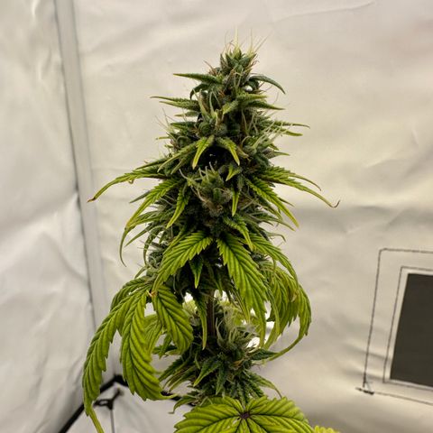 Hajo Donovan Benvenuto growlog timeline photo