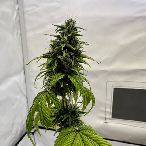 Hajo Donovan Benvenuto growlog timeline photo