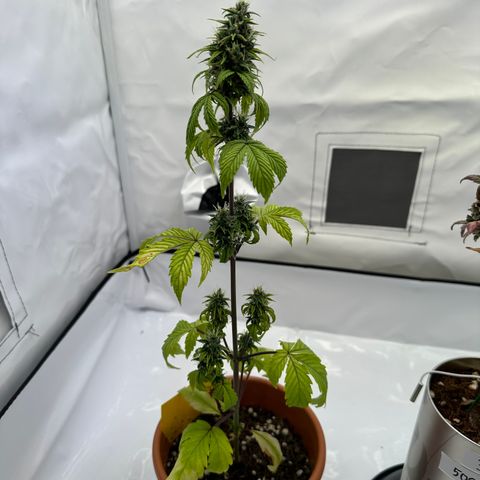 Hajo Donovan Benvenuto growlog timeline photo