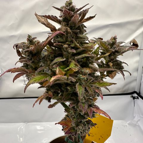 Sir Puff-a-lot growlog timeline photo