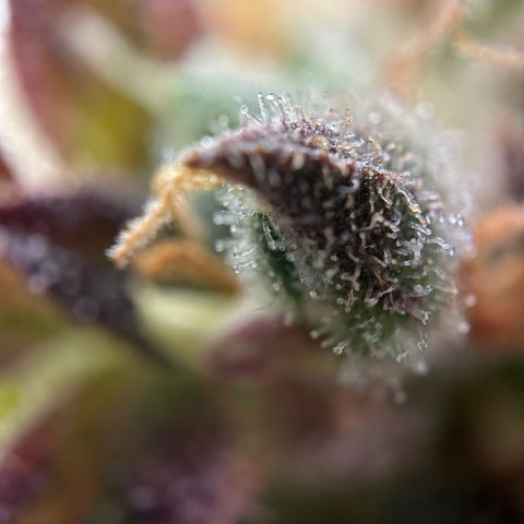Sir Puff-a-lot growlog timeline photo