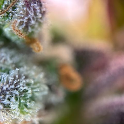 Sir Puff-a-lot growlog timeline photo