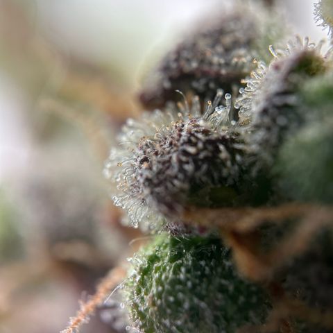 Sir Puff-a-lot growlog timeline photo