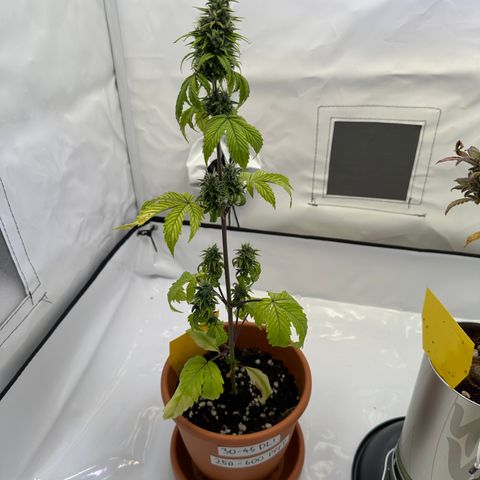 Hajo Donovan Benvenuto growlog timeline photo