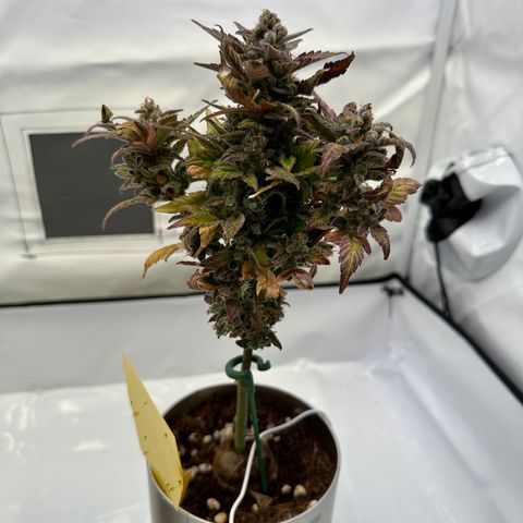 Sir Puff-a-lot growlog timeline photo