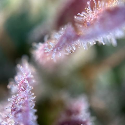 Sir Puff-a-lot growlog timeline photo