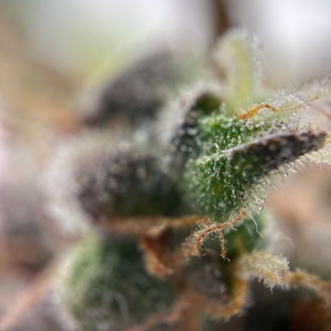 Sir Puff-a-lot growlog timeline photo