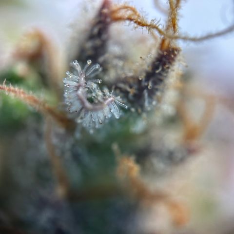 Sir Puff-a-lot growlog timeline photo