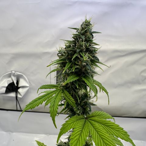 Hajo Donovan Benvenuto growlog timeline photo