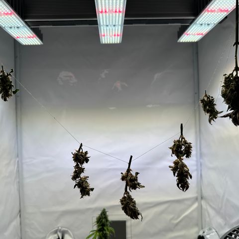Sir Puff-a-lot growlog timeline photo