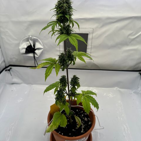 Hajo Donovan Benvenuto growlog timeline photo
