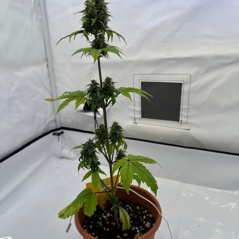 Hajo Donovan Benvenuto growlog timeline photo