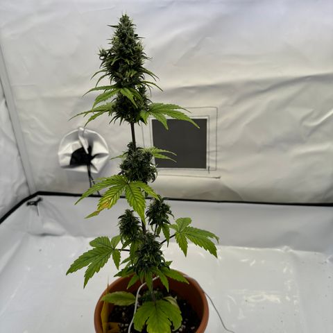 Hajo Donovan Benvenuto growlog timeline photo