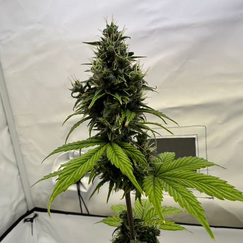 Hajo Donovan Benvenuto growlog timeline photo