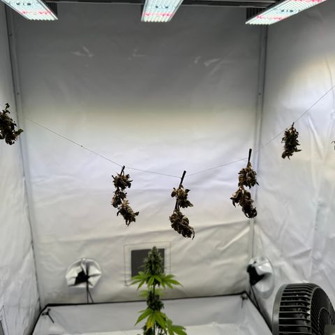 Sir Puff-a-lot growlog timeline photo