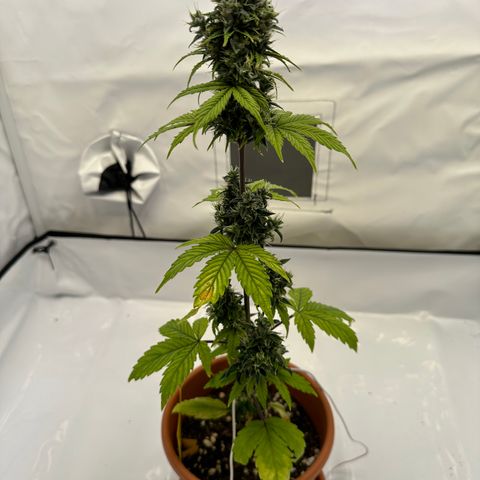 Hajo Donovan Benvenuto growlog timeline photo